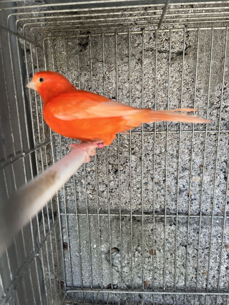 Vendo ou troco esta canária