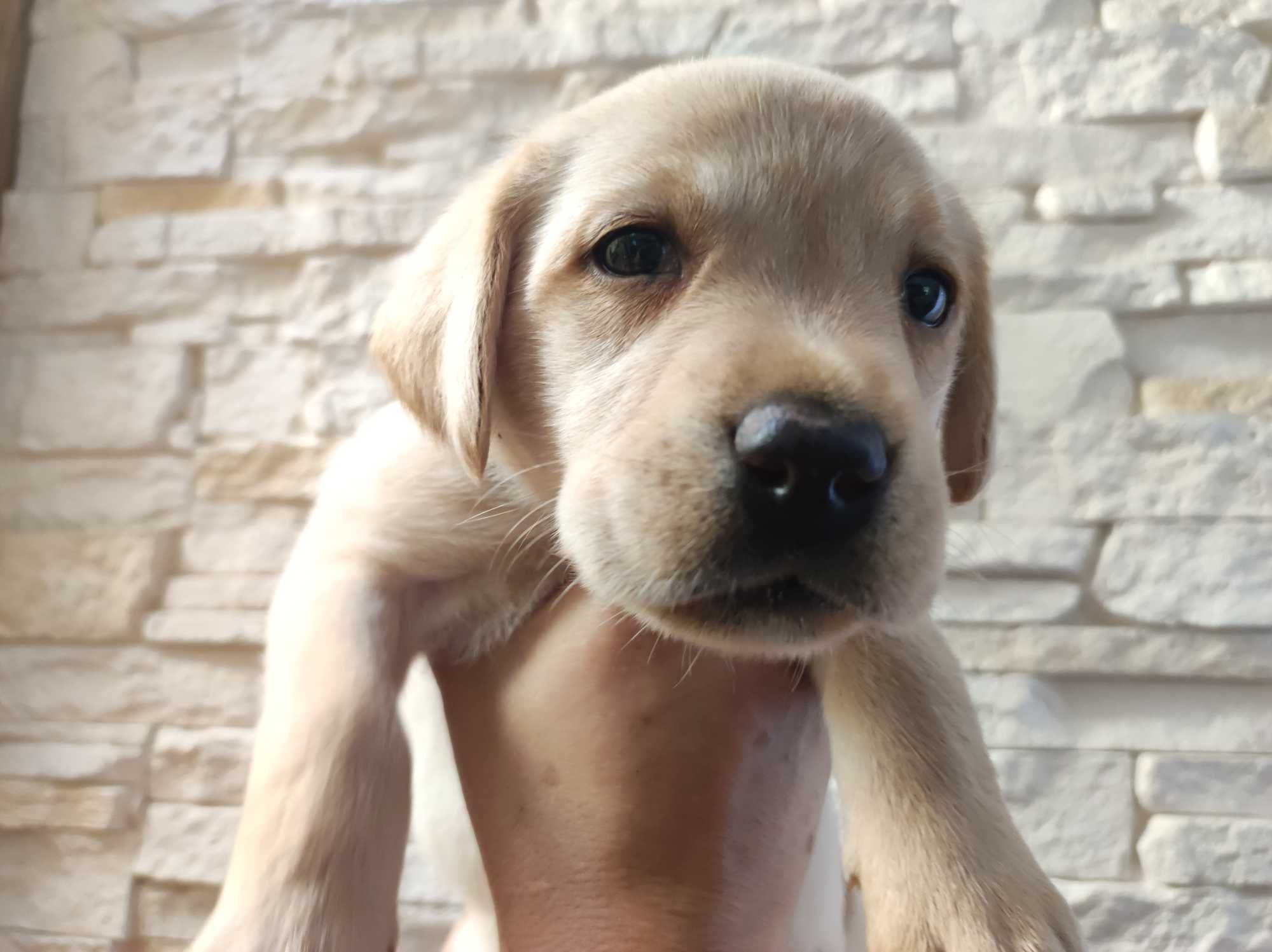Labrador Retriever - biszkoptowe, rodzinno-domowe