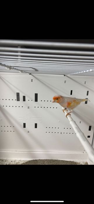 Kanarki mozajka czerwona