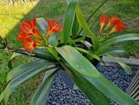 Kwiat Clivia roslina