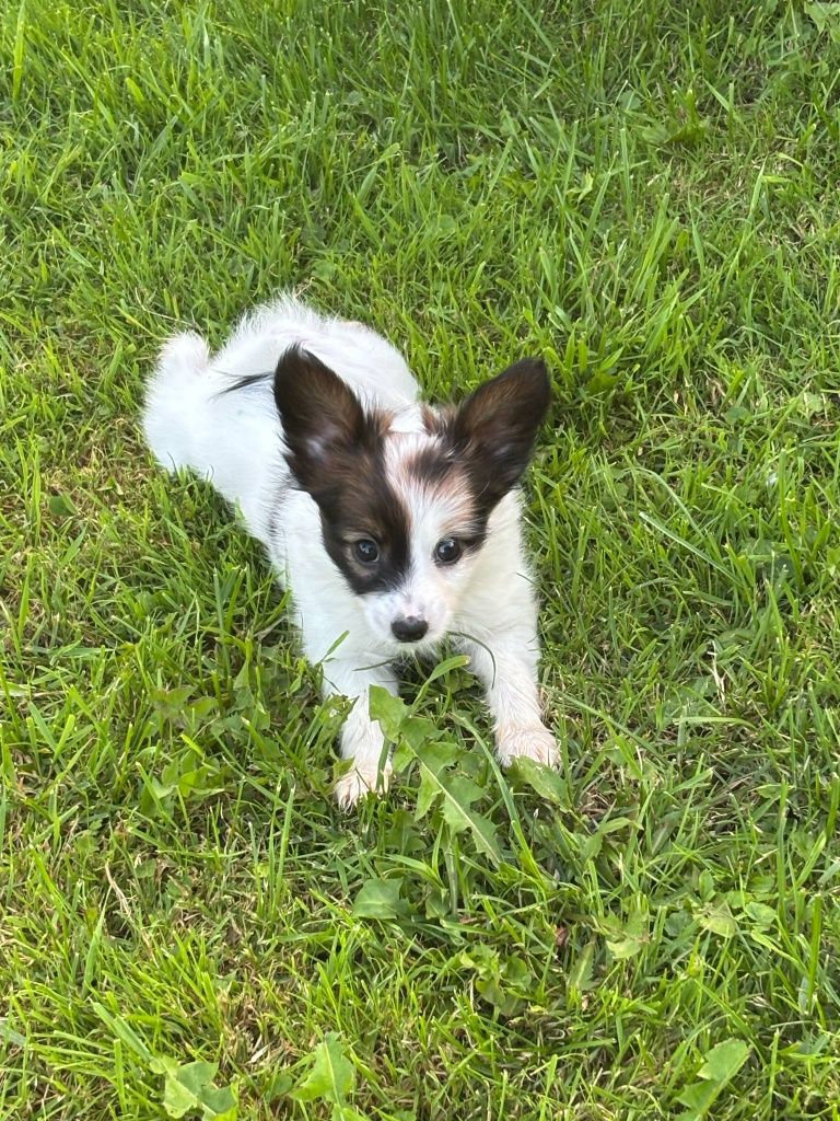 Papillon (spaniel kontynentalny) - piesek