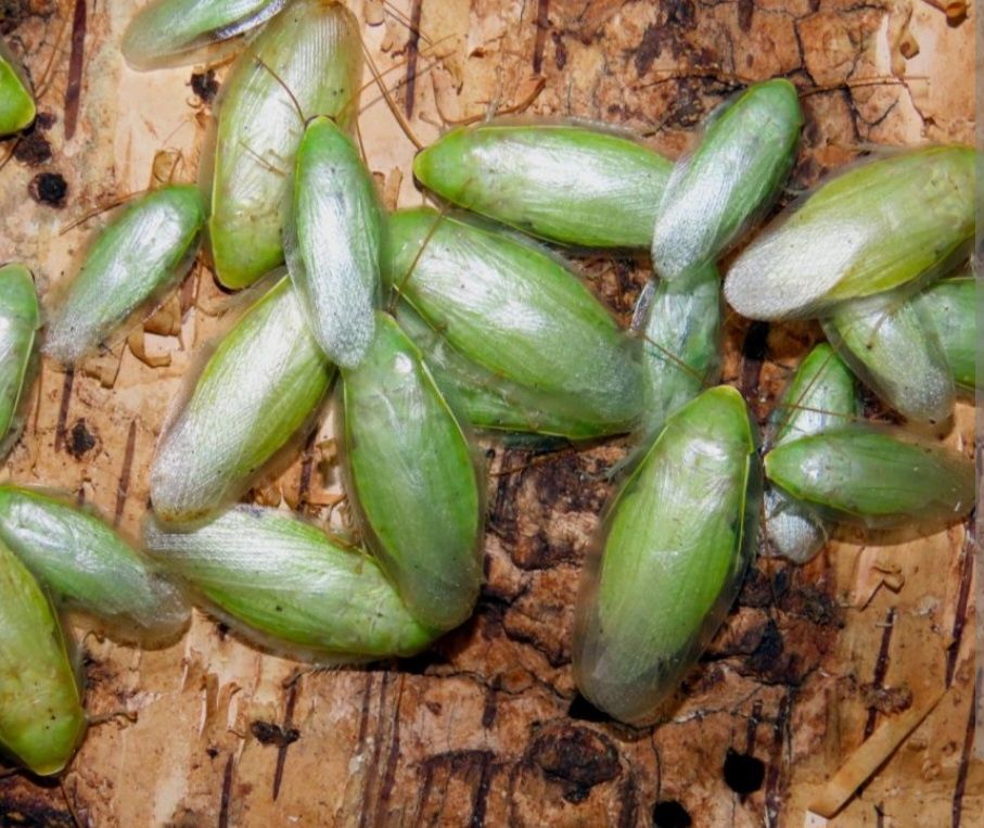 Karaczan zielony (Panchlora nivea) od YOVEE ZOO