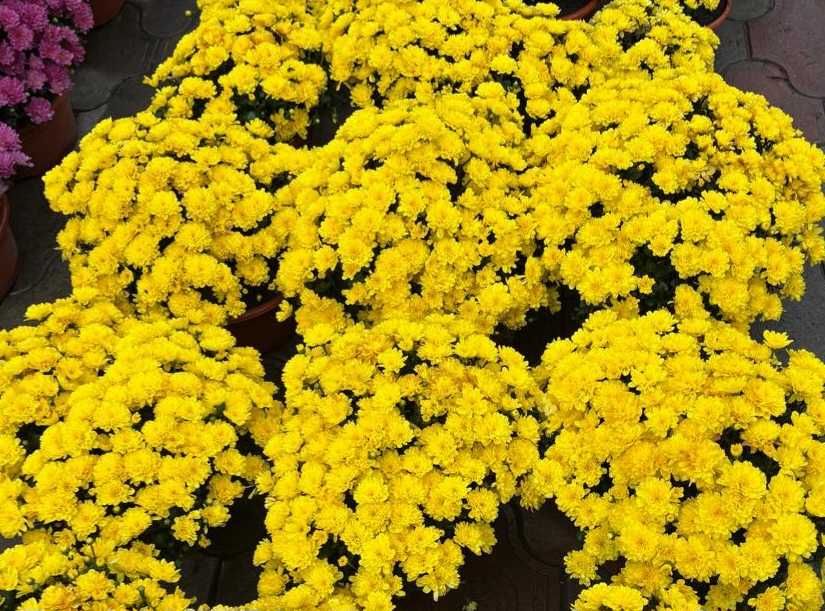 Маточне коріння шаровидної хризантеми та великоквіткової