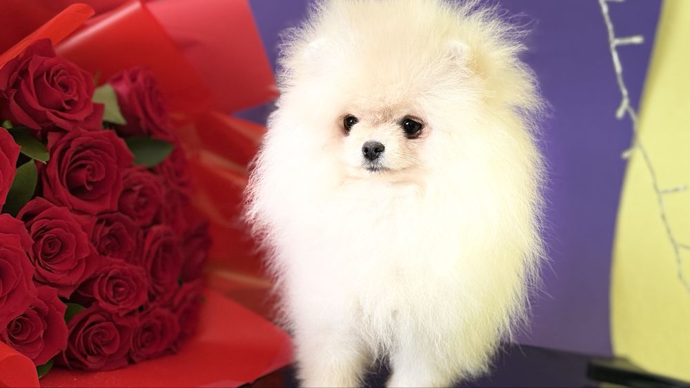 Красуня дівчинка шпиць