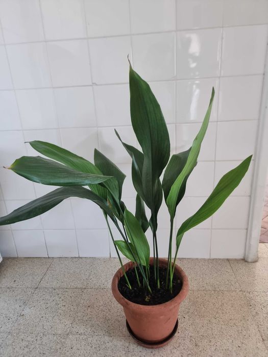 Planta Aspidistra natural