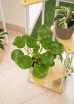 Planta interior - Pilea Peperomioides
