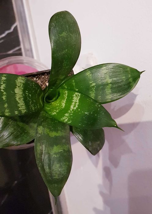 Sansewieria Sansevieria Gwinejska Green Hahnii