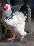 Brahma light 45eur.