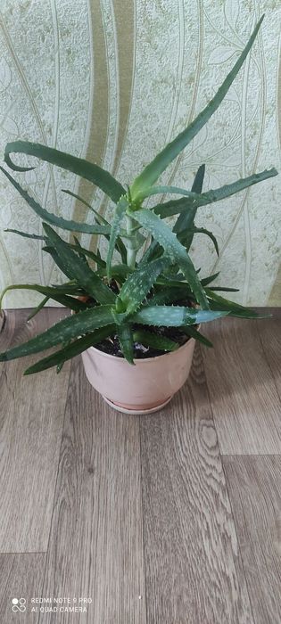 Алое Вера і алое в одному горщику