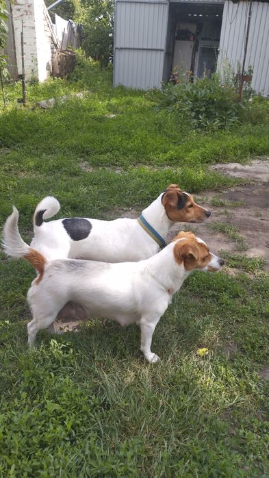 Продам Джек Рассел