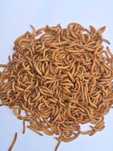 Сушений борошняний хробак ( Mealworms )