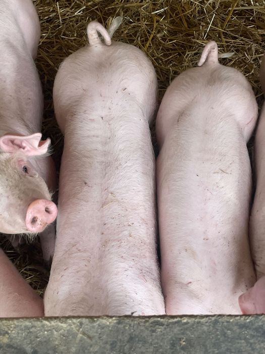 Sprzedam świnie tuczniki