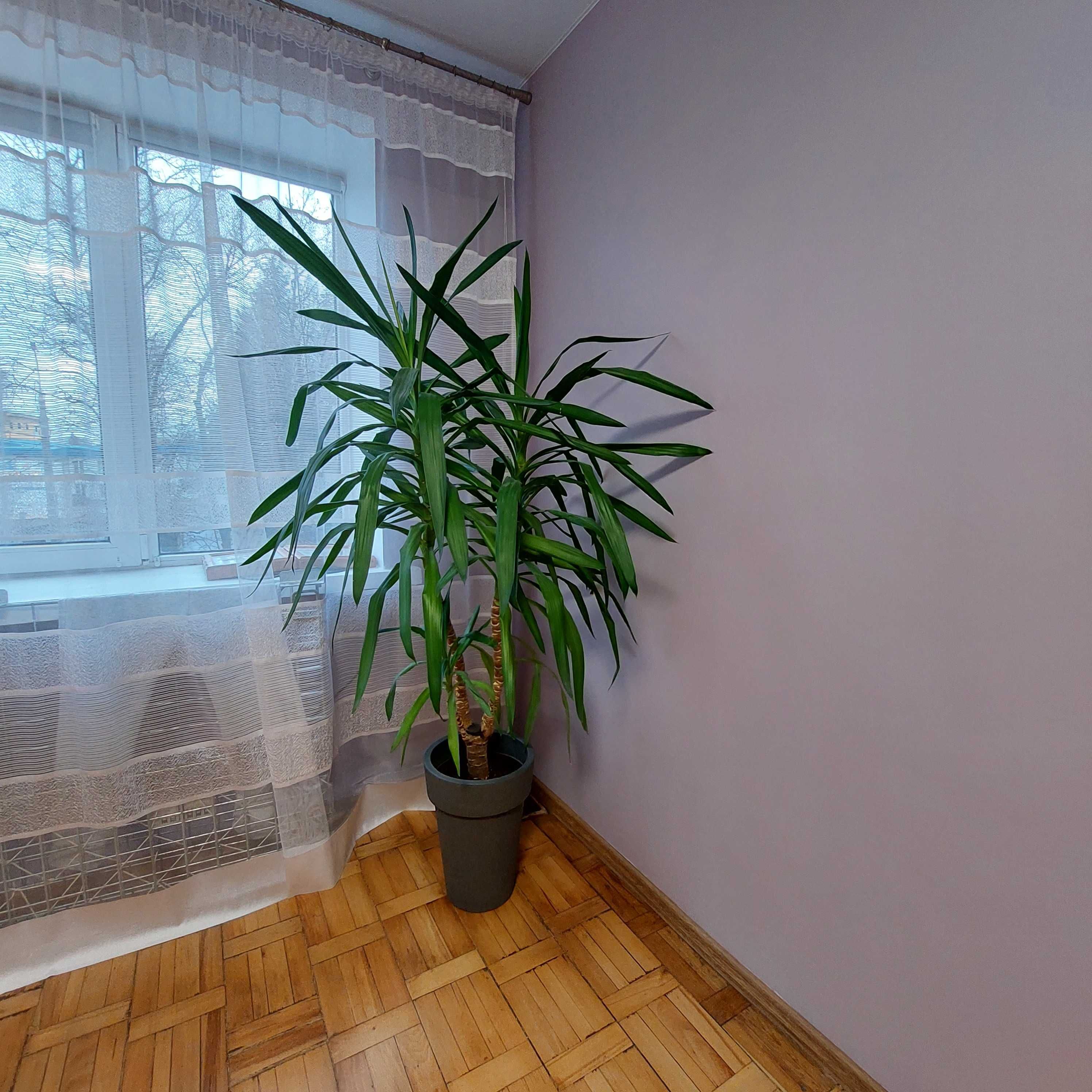 Вазон пальма юка кімнатна рослина 180см