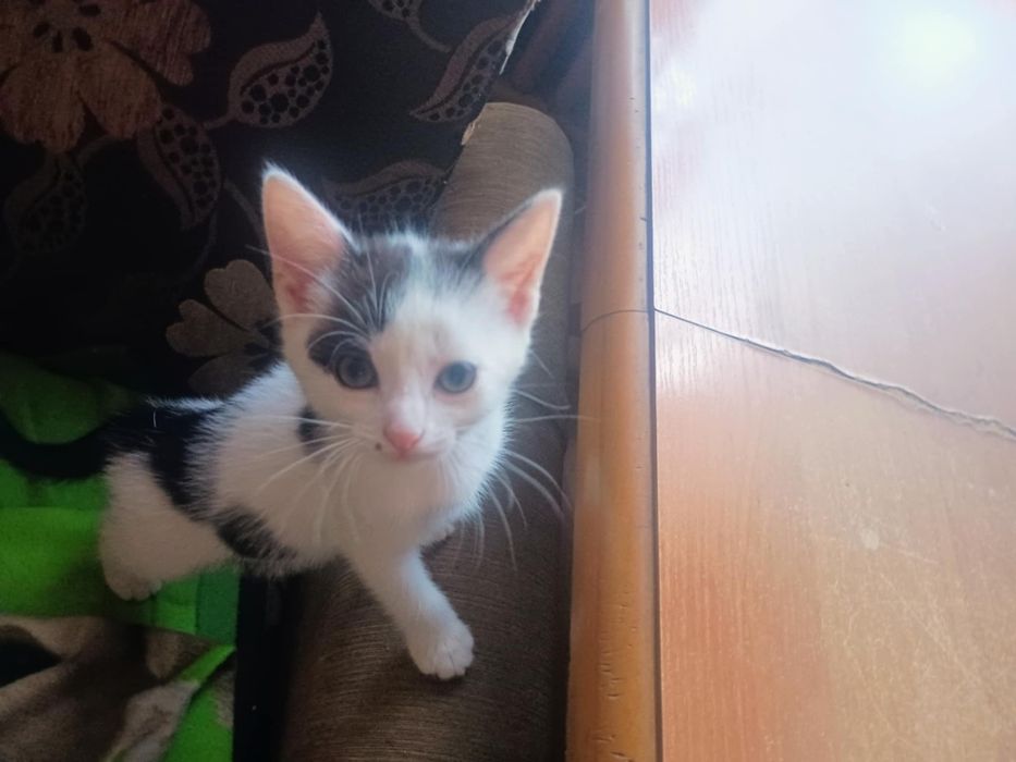 Oddam dwie 3,5 miesięczne kotki