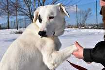 Dogo do adopcji!