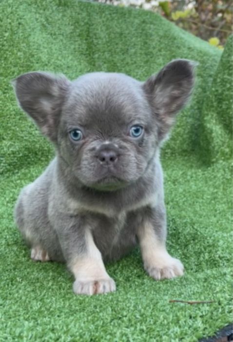 Девочка голубая флаффи