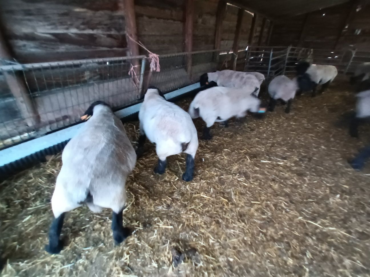 Rebanho de ovelhas Suffolk