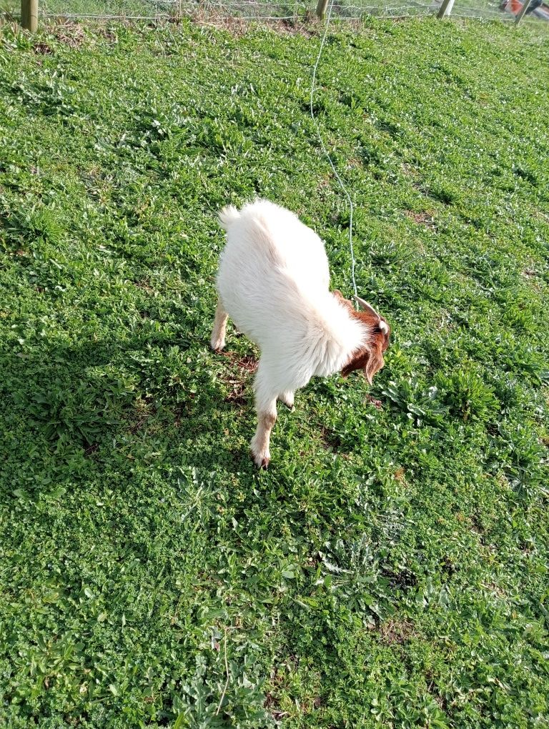 Cabrito para conbrição