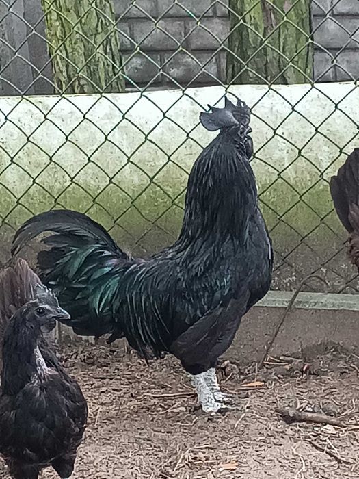 Kogut Ayam Cemani