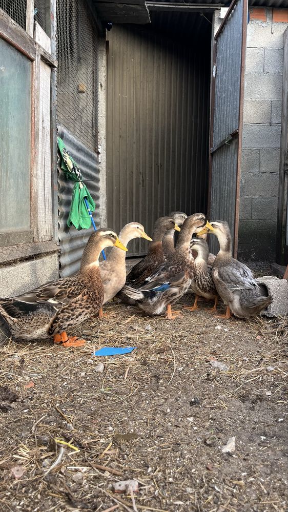 Patos Rouen machos