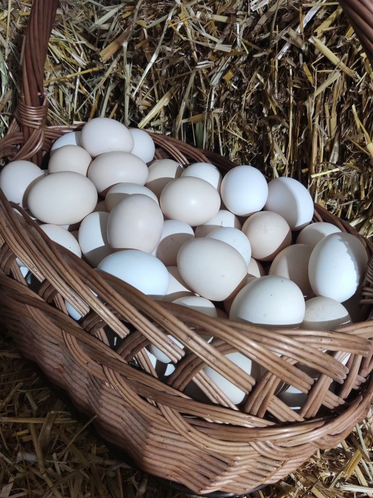 Jajka jaja wolny wybieg ekologiczne dla dzieci