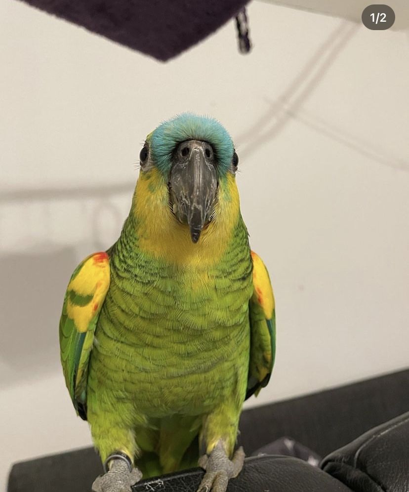 Ручной и говорящий попугай Амазон