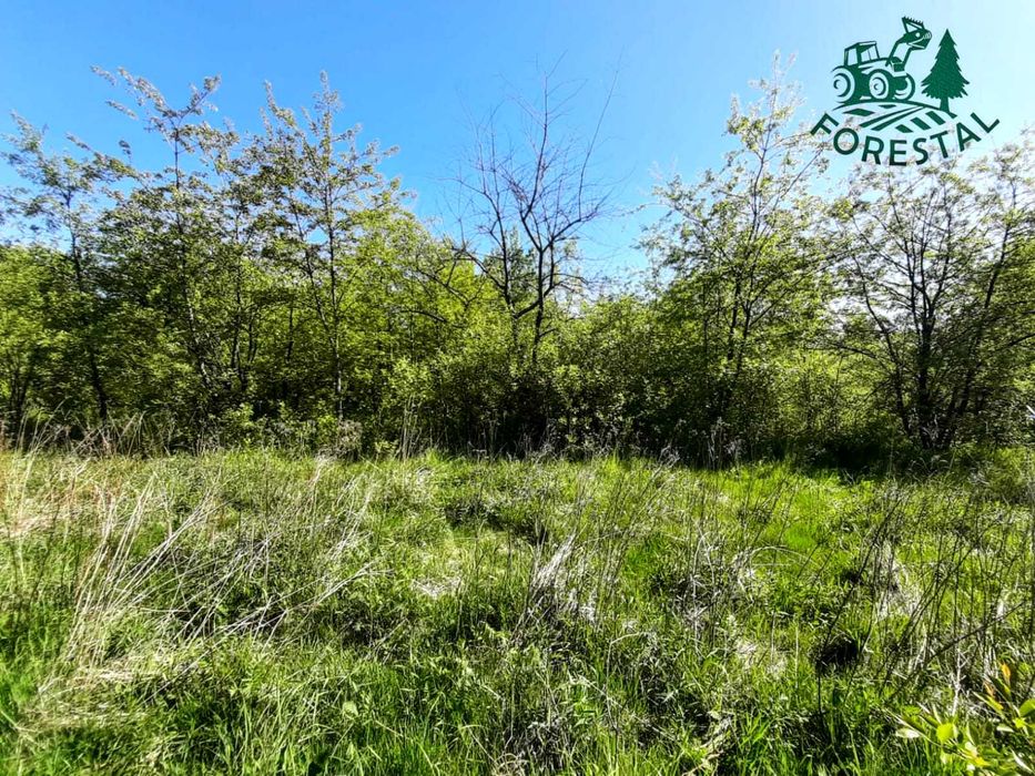 Wycinka / Czyszczenie działek / Mulczowanie / Mulczer / FORESTAL