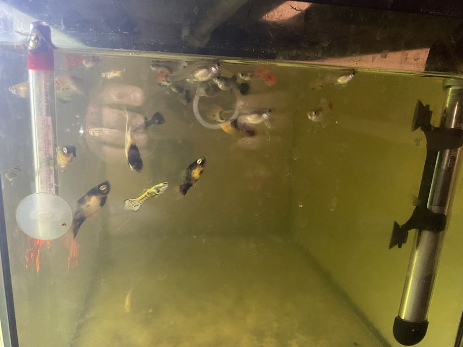 Sprzedam rybki akwariowe, akwarium całość