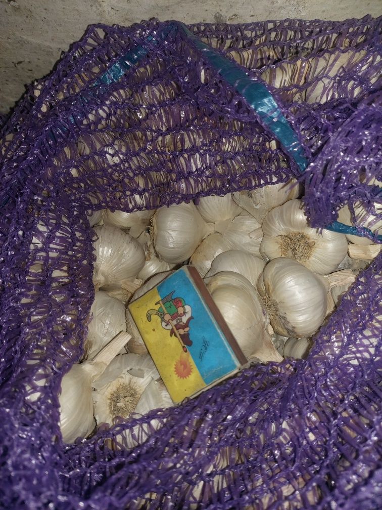 Продам часник врожай 2024р