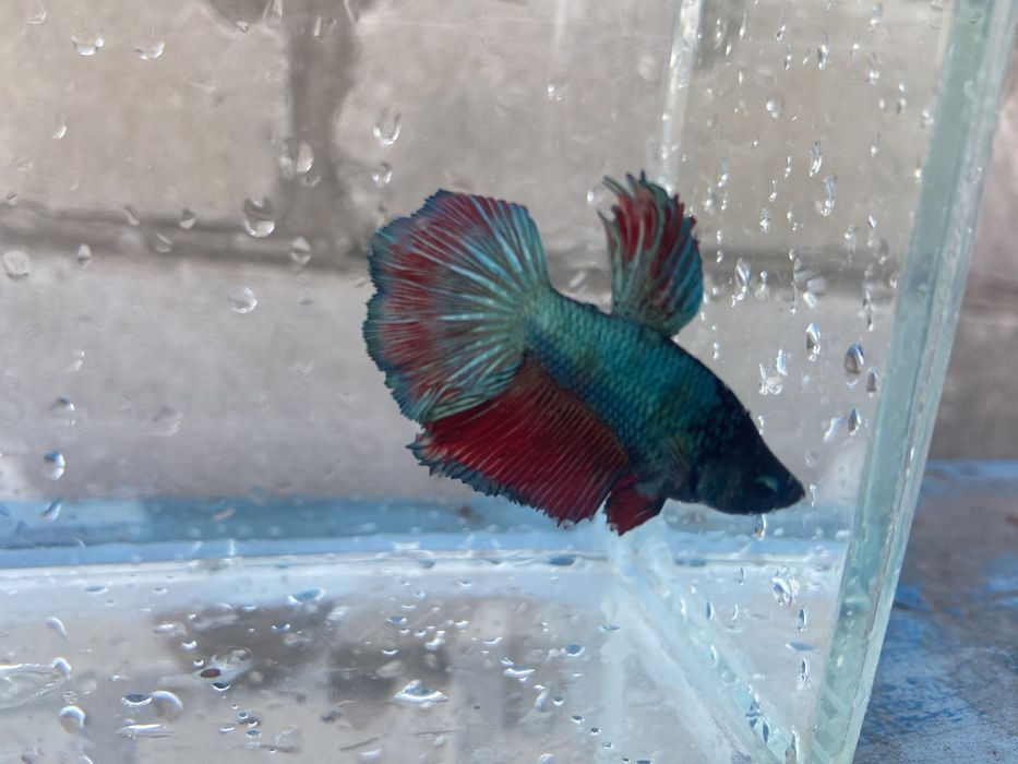 Рыбка петушок. Betta splendens. Рибка півник