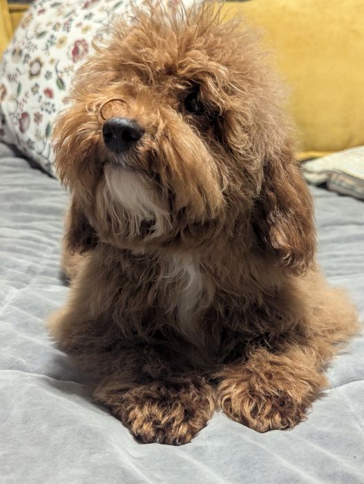 Хлопчик з білою плямкою, супер ціна до Миколая.