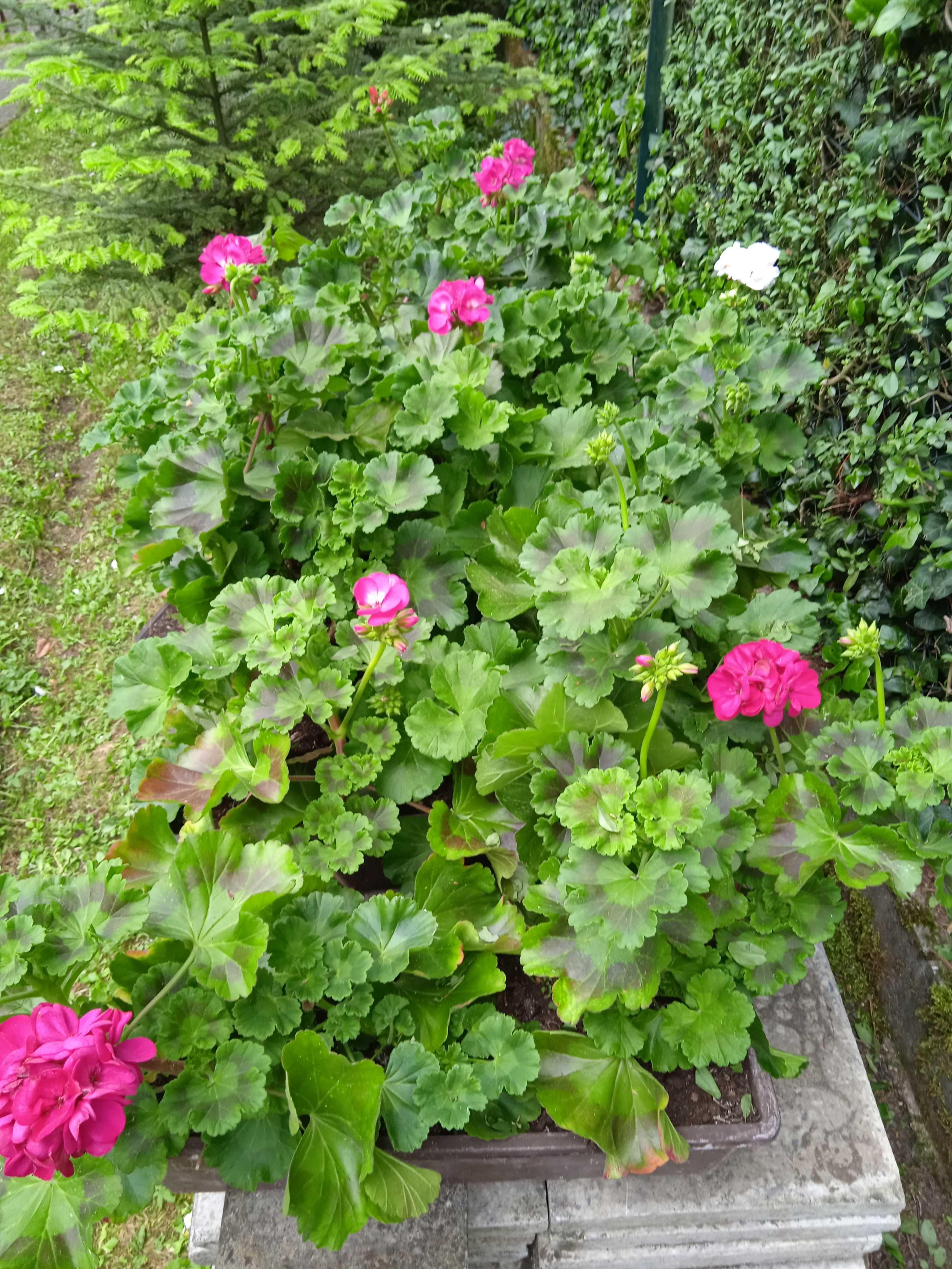 Pelargonie doniczki