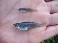 Peixe mosquito / Gambusia Affinis - Faço envios