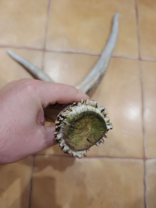 Рог лося натуральний