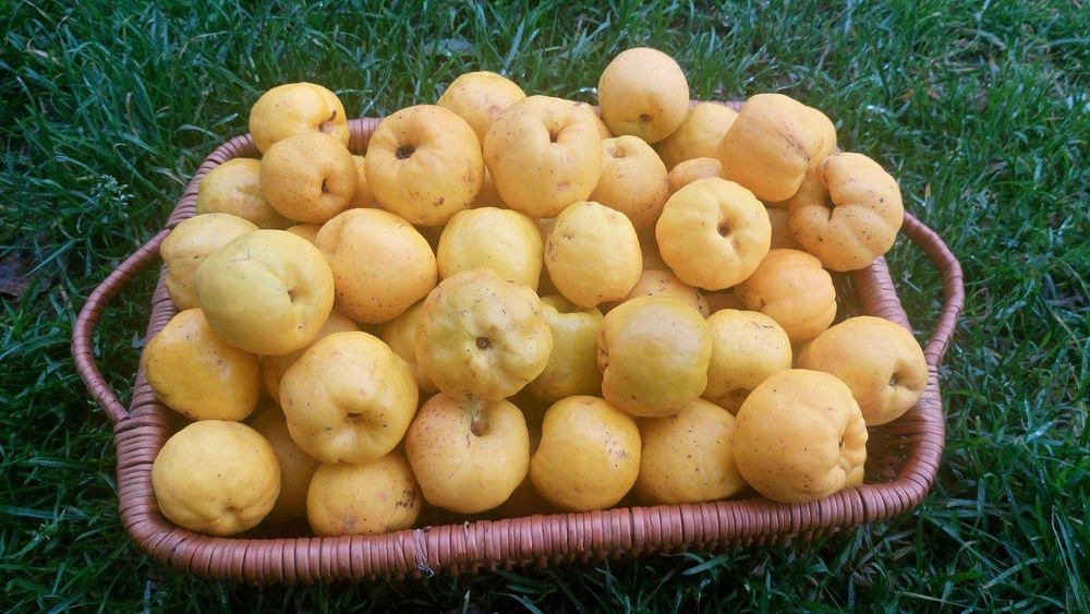 Pigwowiec Japoński EKOLOGICZNY - duży 4cm+ CERTYFIKAT! ( nie pigwa )