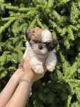 Shih Tzu suczka z rodowodem zkwp/fci