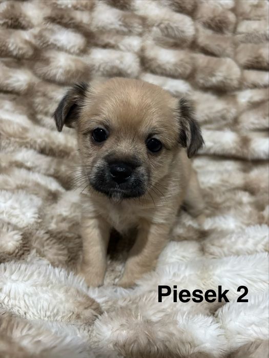 Prześliczne szczeniaki szukają kochajacego domu