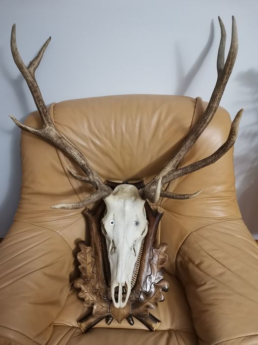 Poroże Jelenia bardzo ładne