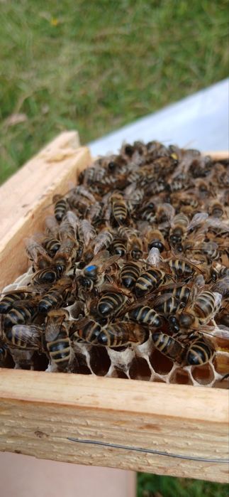 Бджоломатки українська степова порода 2025