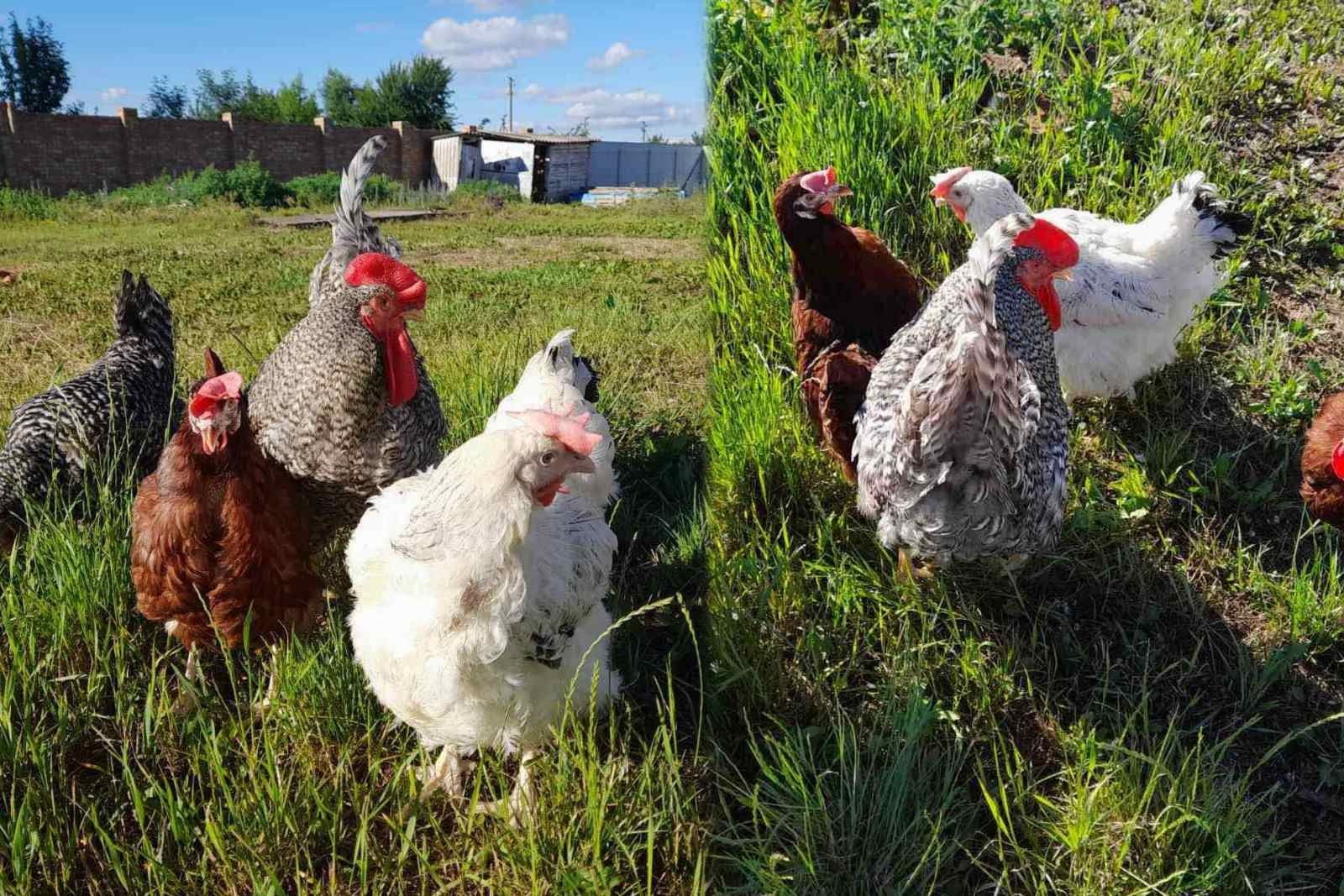 Продам КУРЕЙ несушок! Доставка безкрштовна!!