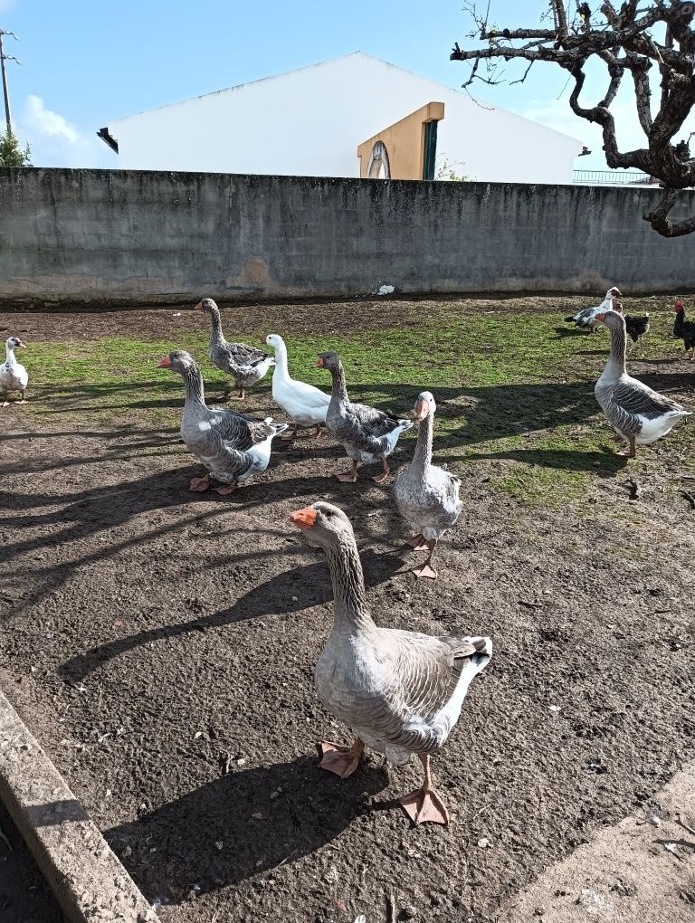 Patos; Galos;Galinhas; Frangos; Gansos ;