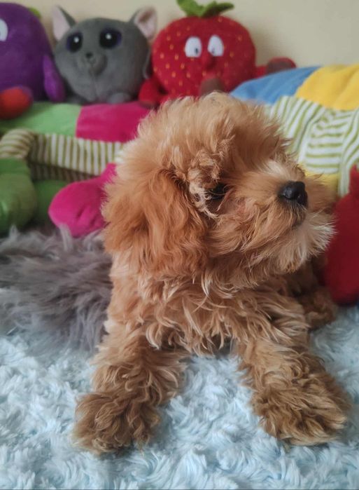 Maltipoo Piękny Czesio