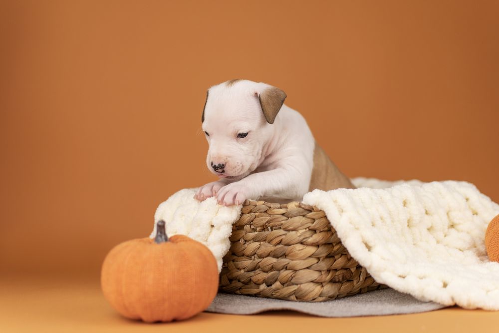 Розкішна дівчинка амстафф