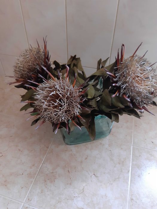PROTEAS Secas LOTE