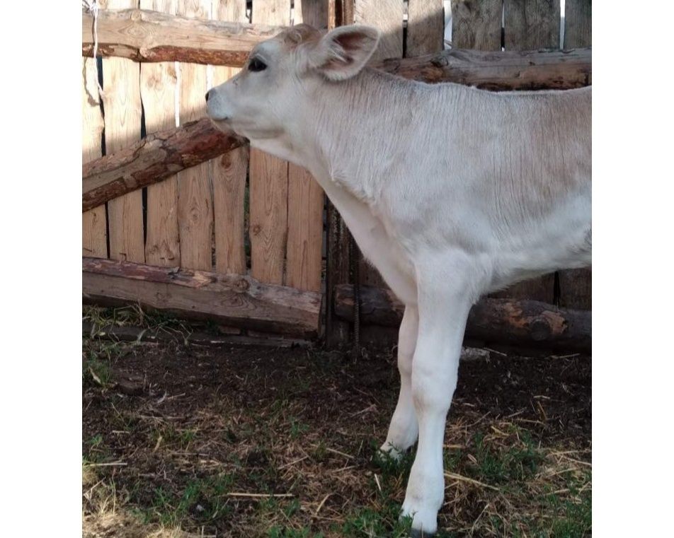 Продам теля  Brown Swiss