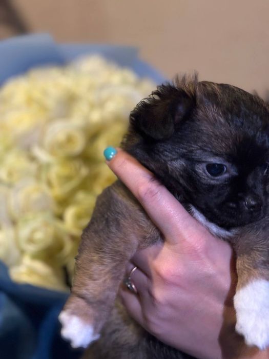 Чистокровна довгошерсна чіхуахуа