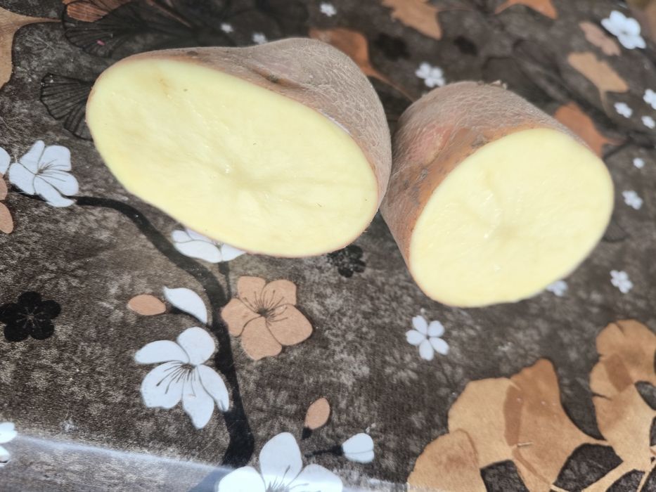 Ziemniaki odmiana bellarosa