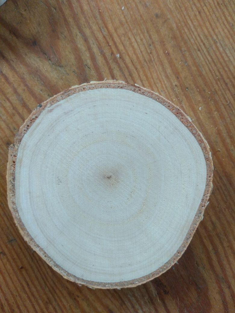 Plastry brzoza drewno śr ok 13-14 cm szlif