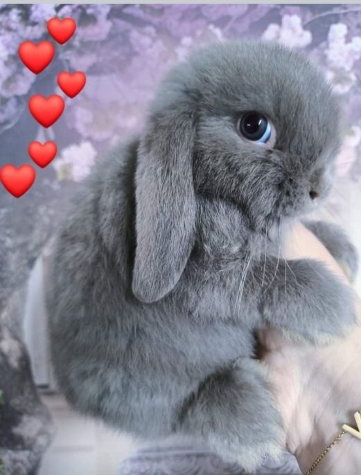 Kroliczki mini lop miniaturka hodowla zarejestrowana