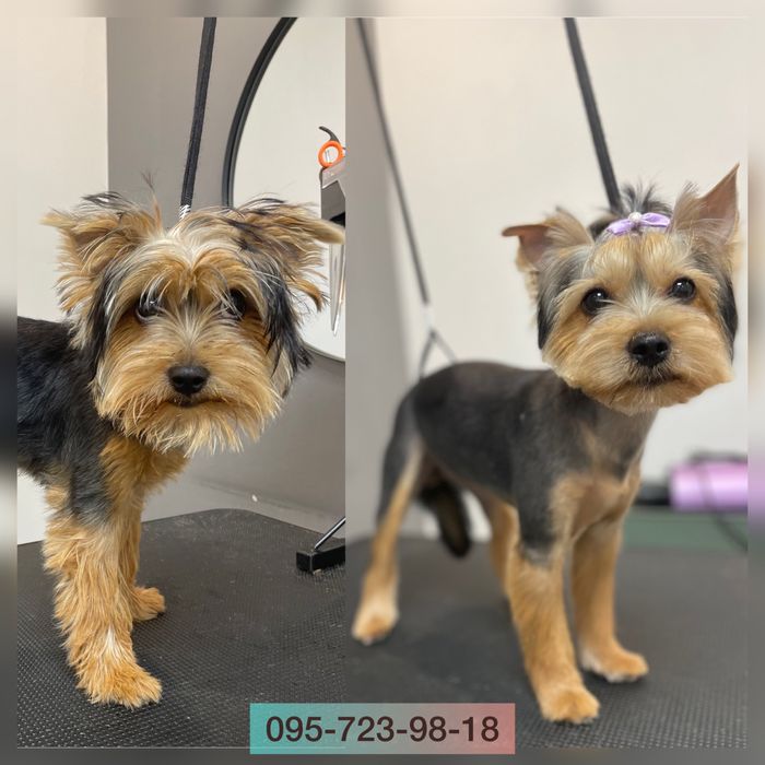 Стрижка, грумінг, грумер КОТІВ, Київ, всі райони